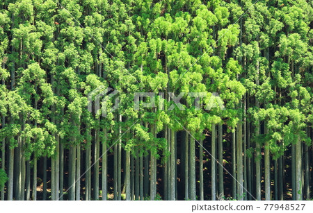 京都北山杉 77948527