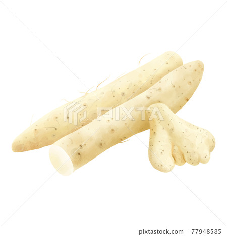 Watercolor touch: Nagaimo and Yamato potatoes placed on top of each other 77948585