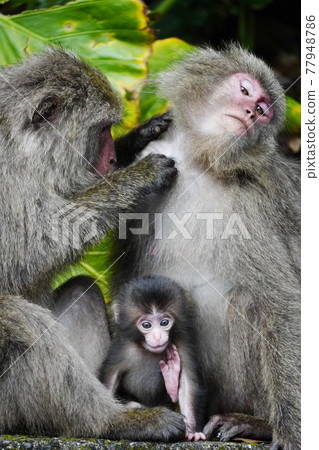 Parent and child of Yakushima macaque 77948786