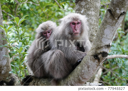 Yakushima monkey Yakushima monkey 77948827