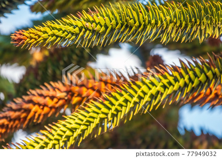Needles of evergreen tree Araucaria araucana, commonly called the Monkey Puzzle Tree, Monkey Tail Tree or Chilean Pine 77949032
