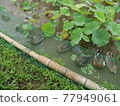 Ducks raised by the Aigamo farming method in the Hasuki field of Usuki Stone Buddha, Usuki City, Oita Prefecture 77949061