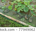 Ducks raised by the Aigamo farming method in the Hasuki field of Usuki Stone Buddha, Usuki City, Oita Prefecture 77949062