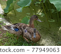 Usuki City, Oita Prefecture A duck grown by the Aigamo farming method in the Hasuki field of Usuki Stone Buddha 77949063
