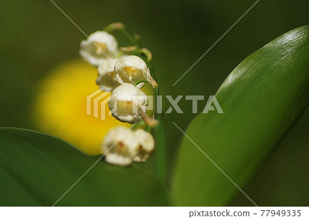 夏天 夏天 77949335