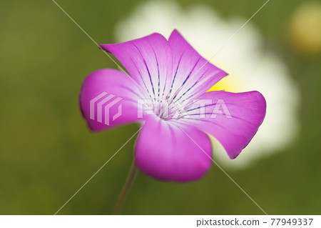 夏天 夏天 77949337