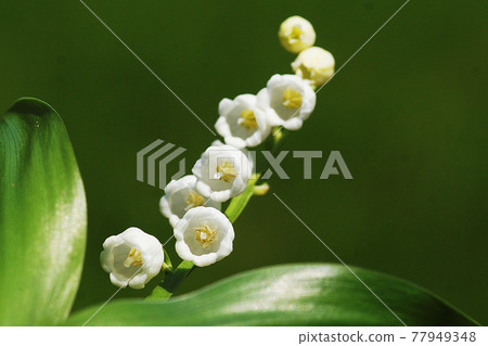 夏天 夏天 77949348