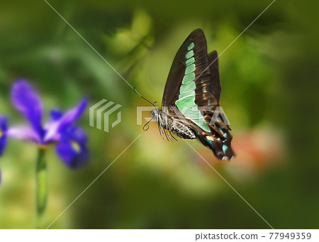 夏天 夏天 77949359