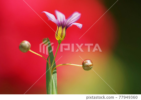 夏天 夏天 77949360