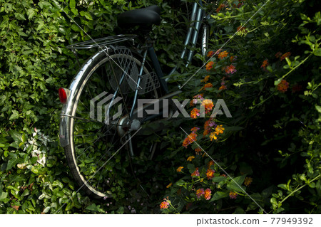 Bicycle buried in green 77949392
