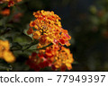Lantana, also known as Shichihenge 77949397