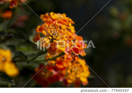 Lantana, also known as Shichihenge 77949397
