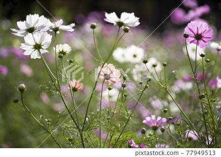 Cosmos flowers are in bloom in the cosmos field. 77949513