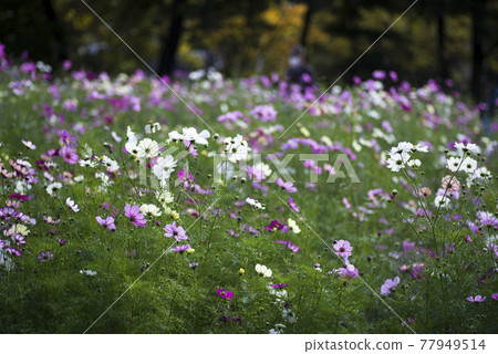 波斯菊在波斯菊領域盛開。 波斯菊在波斯菊領域盛開。 77949514