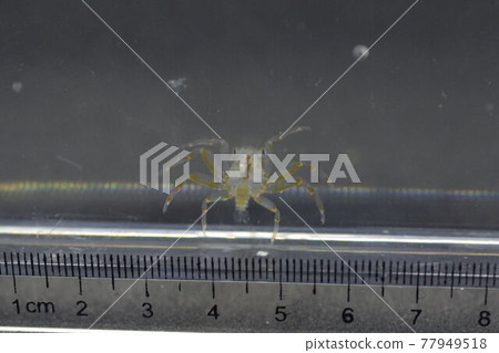美加洛巴 美加洛巴 77949518