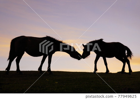 Misaki horse at dusk Misaki horse at dusk 77949625
