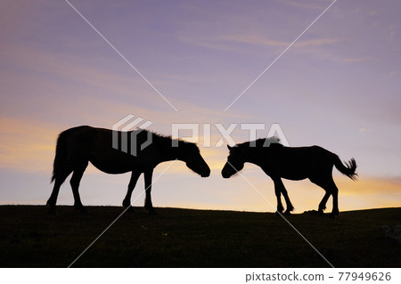 Misaki horse at dusk Misaki horse at dusk 77949626