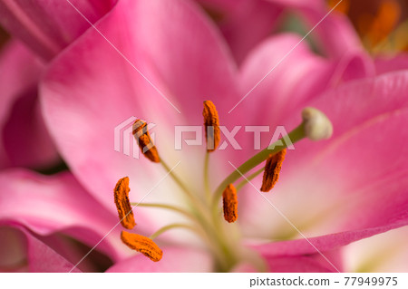 Macro pink big lily flower with soft focus. Abstract close up petal blur background. 77949975