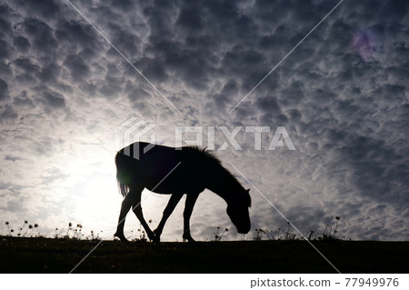 卷雲下的美咲馬 77949976