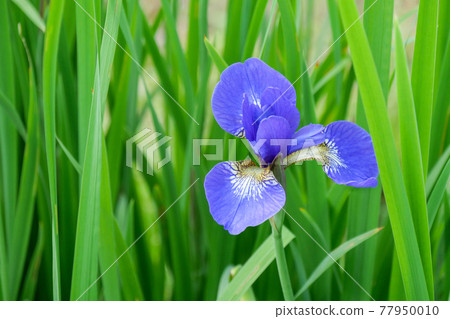 Iris (iris) Iris (iris) 77950010