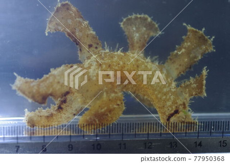 Nudibranch Nudibranch 77950368