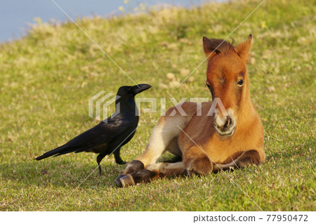 Misaki 馬孩子和烏鴉 77950472