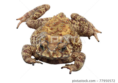 Asian common toad isolated on white background Asian common toad isolated on white background 77950572