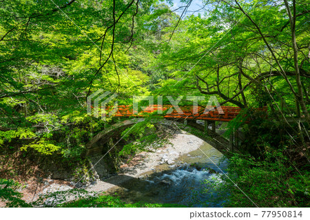 Shigetsu Bridge and fresh green at Saimyoji Temple in Kyoto 77950814