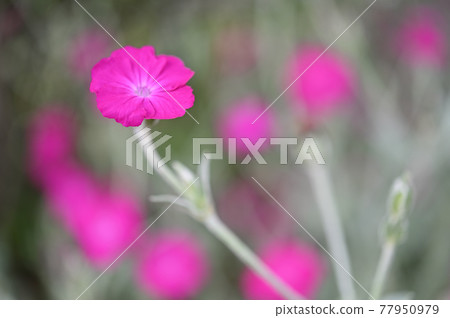 (花卉旅遊)薔薇野營 (花卉旅遊)薔薇野營 77950979