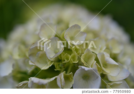 (花卉旅遊)繡球花 (花卉旅遊)繡球花 77950980