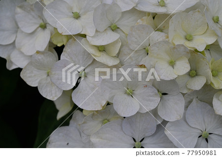 (花卉旅遊)繡球花 (花卉旅遊)繡球花 77950981