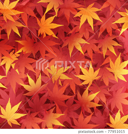 Watercolor-style vector illustration of fallen leaves with autumn leaves piled up Background (carpet) Watercolor-style vector illustration of fallen leaves with autumn leaves piled up Background (carpet) 77951015