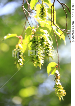 Young leaves and ears of red four hands or red paper drop (carpinus laxiflora) 77951180