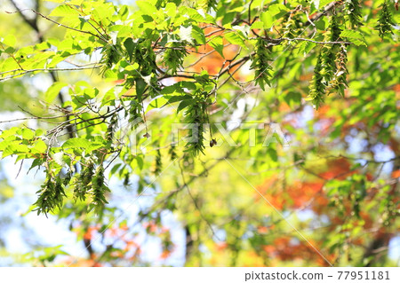 Young leaves and ears of red four hands or red paper drop (carpinus laxiflora) Young leaves and ears of red four hands or red paper drop (carpinus laxiflora) 77951181