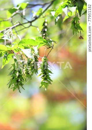 Young leaves and ears of red four hands or red paper drop (carpinus laxiflora) 77951182