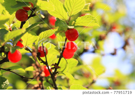 紅色青春果實 紅色青春果實 77951719