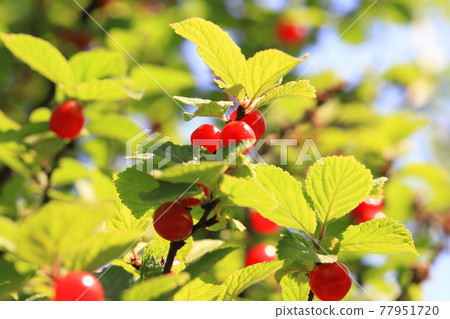 Red youthful fruit Red youthful fruit 77951720