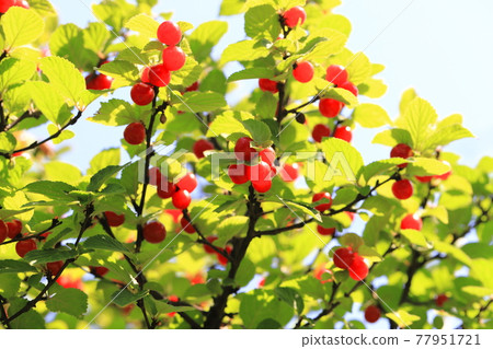 Red youthful fruit Red youthful fruit 77951721