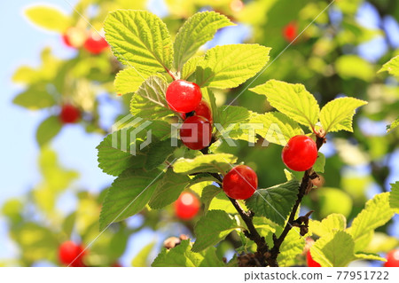 Red youthful fruit Red youthful fruit 77951722