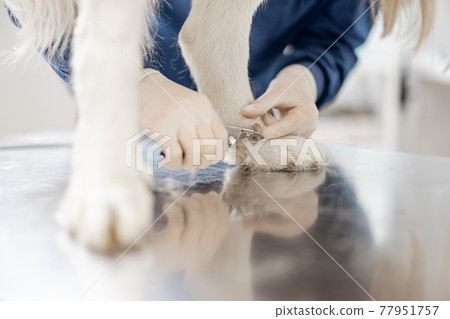 Woman veterinarian trim the claws of a big white sheepdog 77951757