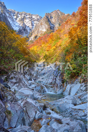 Tanigawadake in autumn colors seen from the vicinity of Ichinokurazawa encounter Ichinokurazawa and the rock wall of the first snowfall Tanigawadake in autumn colors seen from the vicinity of Ichinokurazawa encounter Ichinokurazawa and the rock wall of the first snowfall 77951888