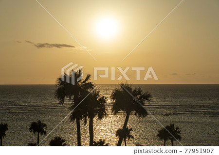 Palm trees and sunset at Yonama Beach, Amagi Town, Tokunoshima 77951907