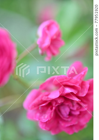 (Flower tourism) 3 pink roses (Flower tourism) 3 pink roses 77951920