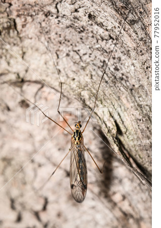 An insect with wings and very long legs sits on a tree 77952016