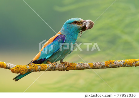 European roller sitting with mouse in beak on branch 77952036