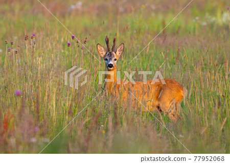 Roe deer male standing in the high grass during golden hour in summer 77952068