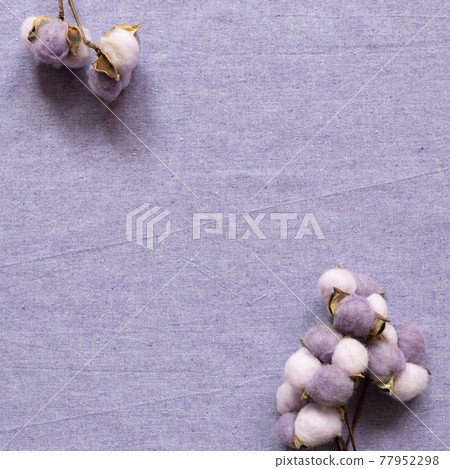 Purple cotton plant on purple fabric background. floral pattern. flat lay, top view, copy space 77952298