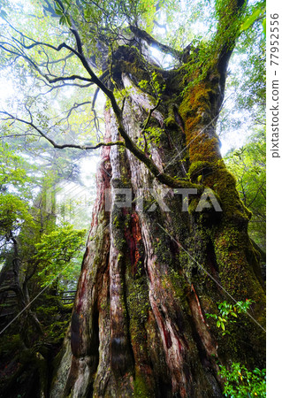 Yakushima Forest 77952556