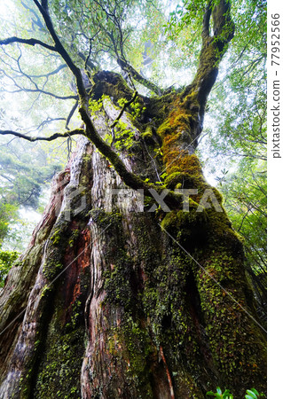 屋久島森林 屋久島森林 77952566