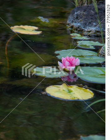 Water lily Water lily 77952829